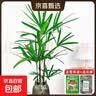 水培植物富贵竹天堂鸟白掌鸭脚木室内米竹子绿植花卉办公桌面好养 水培棕竹5棵【60-70cm】+送吊牌+营养液 无规格 实拍图