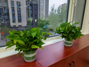 双盟绿萝盆栽除甲醛花卉绿植办公室新房净化空气180加仑4盆装源头直发 实拍图