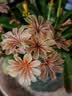 可孚  造口剥离喷剂60ml+粉护肤粉25g造瘘底盘黏胶去除剂袋去胶粘胶 实拍图
