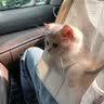 涴喵 纯种宠物猫咪活体金银渐层幼猫全程辅助养猫签订合同双重保障 宠物级 蓝金渐层 实拍图