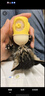 欢宠网猫奶瓶猫咪宠物幼猫幼犬喂奶神器奶嘴喂水喂药器猫咪狗狗小猫小狗 实拍图