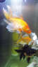松宝鱼缸过滤器三合一潜水增氧泵水族箱内置过滤净水氧气泵循环抽水泵 WP-3300C 30瓦+4块替换棉 实拍图