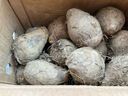 农多鲜云南小芋头新鲜现挖毛芋头香芋头应季蔬菜包邮产地直发 云南小芋头净重 5斤中果 实拍图