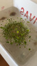 鹃城牌0添加减盐红油郫县豆瓣酱600g【减盐25%】辣椒酱川菜调料四川特产 实拍图