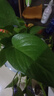 京东绿植绿萝盆栽除甲醛绿植办公室新房净化空气180托盘款16盆装源头直 实拍图