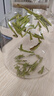 兰馨茶叶 贵州特级绿茶 湄潭雀舌礼盒装 叶之帅雀舌 125g*2罐 实拍图