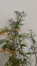 水培植物富贵竹天堂鸟白掌鸭脚木室内米竹子绿植花卉办公桌面好养 10颗米竹35-45cm+营养液【不含盆】 无规格 实拍图