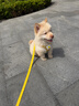 嬉皮狗小狗狗牵引绳背心式遛狗绳子小型犬胸背带狗链子 M码 建议4-10斤 实拍图