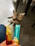 猫条猫零食补充营养味美妙鲜湿粮包猫罐头猫条100支整箱猫咪零食 猫条随机混合口味【15g*5支】 实拍图