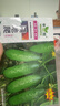 播种心情家庭种植蔬菜种子大全四季播种阳台盆栽农家庭院小菜园有机香菜菠 水果黄瓜种子2包 实拍图