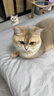 亿迪 猫粮冻干10斤成猫幼猫国产全价布偶蓝猫银渐层全阶段专用 实拍图