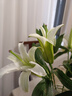 悦多彩AB级优质香水百合 家庭办公室各色生活鲜花 昆明基地 现采直发 白色百合10朵（双头5枝） 实拍图