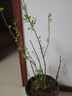 四万公里蓝莓树苗绿宝石水果树苗南北方种植阳台盆栽地栽苗源头直发 实拍图