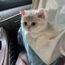涴喵 纯种宠物猫咪活体金银渐层幼猫全程辅助养猫签订合同双重保障 宠物级 蓝金渐层 实拍图
