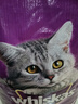 伟嘉猫粮成猫全价猫粮亮毛均衡营养10kg海洋鱼味夹心粮【原料透明】 实拍图