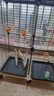 万宠汇 鸟活体虎皮鹦鹉笼养牡丹玄风活鸟学说话手养小太阳鹦鹉宠物鹦鹉 黄化玄风鹦鹉1只（公母备注） 实拍图