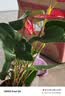 红掌盆栽白粉掌一帆风顺带花特大号花卉室内客厅面水培植物好养 约30cm精品红掌-方缸玻璃瓶 带盆栽好 实拍图