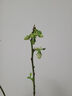 四万公里蓝莓树苗绿宝石水果树苗南北方种植阳台盆栽地栽苗源头直发 实拍图