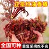1.6米爬藤月季大苗蒂娜四季开花蔷薇基地直发【买就送扦插小苗】 瑞典女王1.6米开花爆满 送种植说明书 实拍图