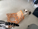 欢宠网猫玩具猫咪猫隧道彩虹钻洞袋子迷宫通道逗猫自嗨神器解闷猫猫小猫 实拍图