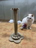 HELLOJOY猫抓柱剑麻猫抓板猫玩具耐抓耐磨不掉屑猫爬架立式自嗨解闷用品 实拍图