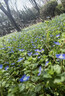 桂花树苗盆栽室内四季桂花卉植物金桂丹桂庭院大树浓香型绿植开花 【四季桂】粗1cm 高0.8-1米土球发货 实拍图