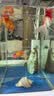 备能（BEINENG）鱼缸隔离板防跳网幼鱼新鱼病鱼亚克力透明分隔挡板18*20cm 实拍图