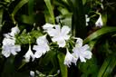 索尼（SONY）E 50mm F1.8 OSS APS-C画幅定焦镜头 SEL50F18 黑色 实拍图