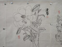 白描花卉写生集 实拍图