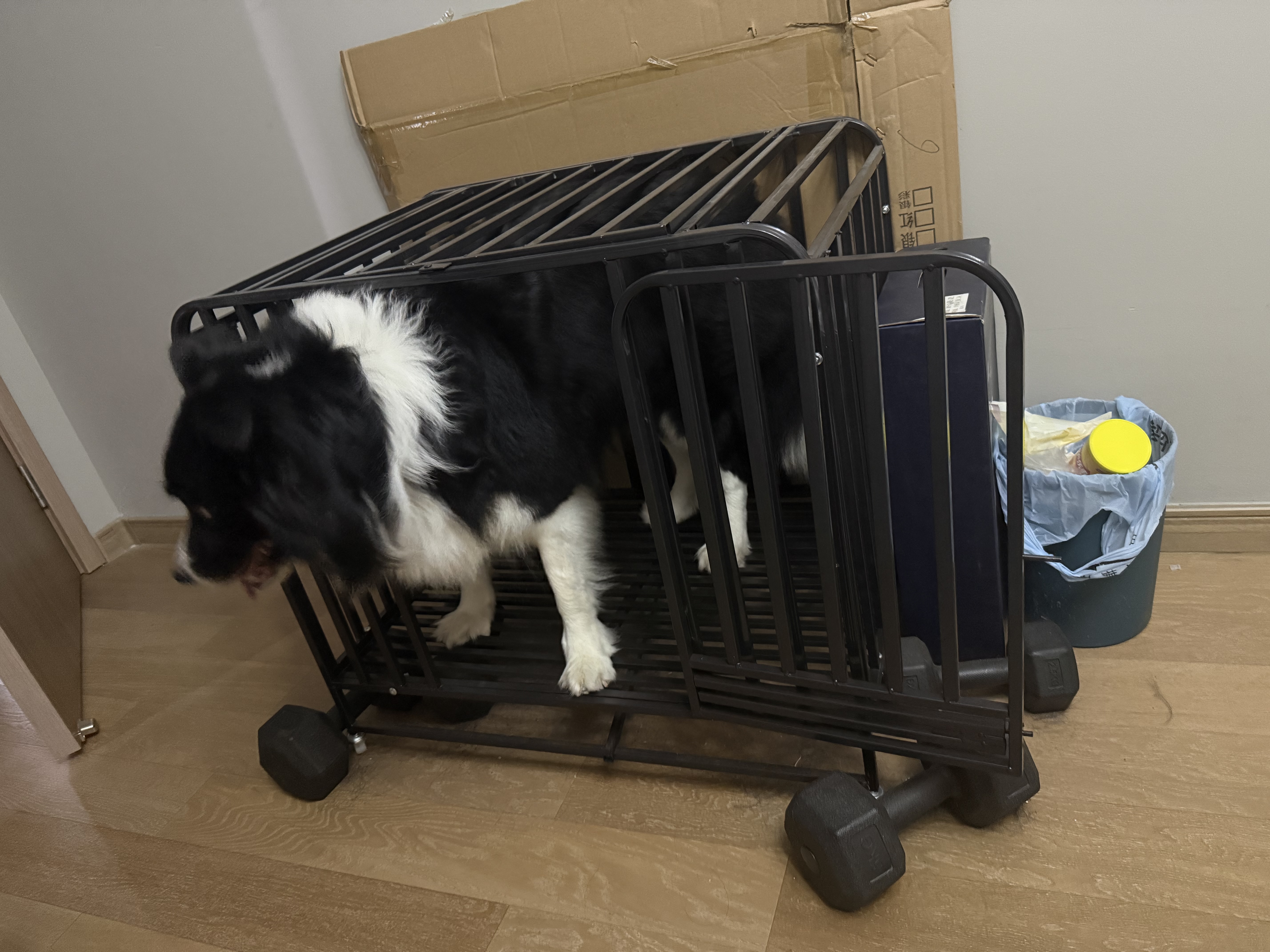憨憨宠 狗笼 狗笼子中大型犬小型犬带厕所加粗加固金毛拉布拉多方管笼子 升级六面全方管78*54*73cm 35斤内适用 实拍图