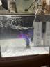 森森（SUNSUN） 鱼缸水族箱生态超白玻璃缸桌面水草缸客厅造景金鱼缸 380A超白裸缸+白底膜 实拍图