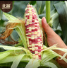 北蔬 玉米种子苗香甜糯自种苞米四季蔬菜种籽 彩甜糯6号玉米种子100g 实拍图