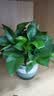 京东绿植绿萝盆栽除甲醛花卉绿植办公室新房净化空气180加仑4盆装源头直 实拍图