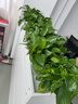 双盟绿萝盆栽除甲醛花卉绿植办公室新房净化空气 龙蛋竖纹4盆源头直发 实拍图