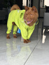 MIKI PAD狗狗雨衣全包四脚防水衣服春秋宠物中大型犬金毛萨摩耶防脏神器 绿色恐龙雨衣 3XL（建议背长49cm以内，体重20-30斤） 实拍图