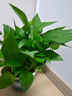 京东绿植绿萝盆栽除甲醛花卉绿植办公室新房净化空气180加仑2盆装源头直 实拍图