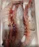 粤海湾南海巨型黑虎虾超大特大号 老虎虾大虾生鲜海鲜礼盒年货送礼虾类 巨型3头 700g(净重)  长27-30cm 顺丰/深圳|北京|武汉发货 实拍图