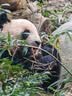 惊浪4.5米玄黑二代28调超轻超硬5H野钓大综合竿台钓竿钓鱼竿鱼杆渔具 实拍图
