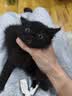 舒腾中华田园小猫咪活体田园猫宠物家养猫咪橘猫幼猫活体土猫狸花猫咪 田园级 随缘 母（幼猫两个月左右） 实拍图