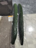 长黄瓜约600g 实拍图