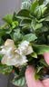 花翁栀子花盆栽四季开花卉大全树苗室内绿植好养易活带花苞源头直发 实拍图