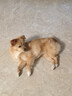 K9软狗粮成犬老年犬通用半冻干无谷鲜肉犬粮1.5kg/3斤 实拍图
