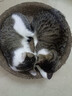 all for paws咖啡混合豆腐猫砂 膨润土猫砂强吸水易结团低尘除臭可冲厕所2.5kg 【日常装】咖啡混合猫砂*4袋 实拍图