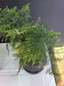 幼薇文竹盆栽植物室内绿化四季迷你办公室绿植摆件桌面好养创意小盆景 文竹+舍得小紫砂盆+圆形底盘 带盆栽好 实拍图
