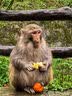 万颐猫粮冻干七拼泌尿管理成猫幼猫蓝猫布偶美短通用型猫干粮10kg 实拍图
