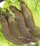 鲜活大基围虾250g(11-16只) 实拍图