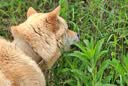 VOXCAE狗项圈大型犬狗脖圈中型犬训练户外猛犬宠物项圈金毛萨摩帆布狗圈 棕色项圈 M码-建议体重30-45斤 实拍图