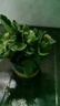 长寿花盆栽重瓣大花带花苞花苗四季室内开花好养的花卉植物 1.米橙(带花苞)送肥料 含加仑盆 实拍图