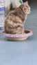 【京东物流】猫抓板磨爪猫窝一体耐磨不掉屑超大号猫玩具猫咪用品 圆形小号+猫薄荷 实拍图