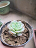 【亏本冲量】多肉植物盆栽新手套餐迷你绿植 2颗不同品种多肉 实拍图